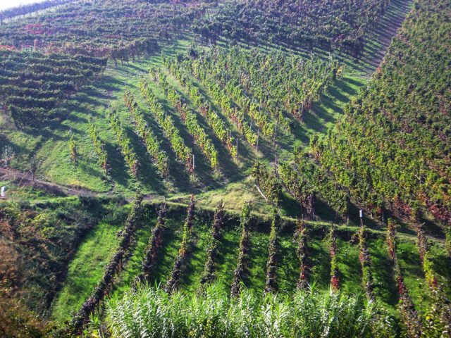 I vigneti dell'Oltrepo in autunno